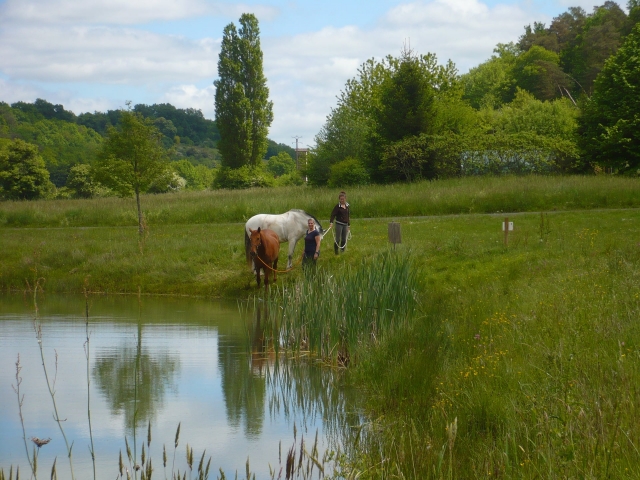  Pausa para beber para los caballos 
