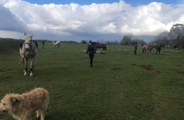  Caballos felices 