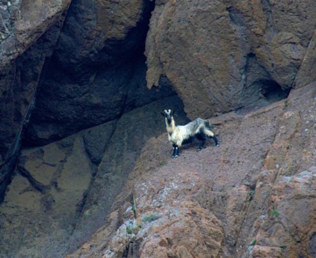 Cabra sobre las rocas de granito