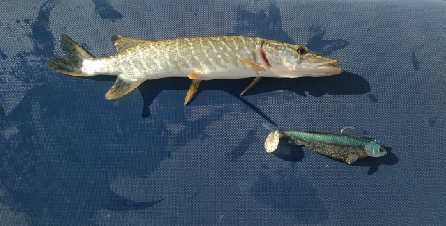  Aguas llenas de peces para darse el agrado de pescar 