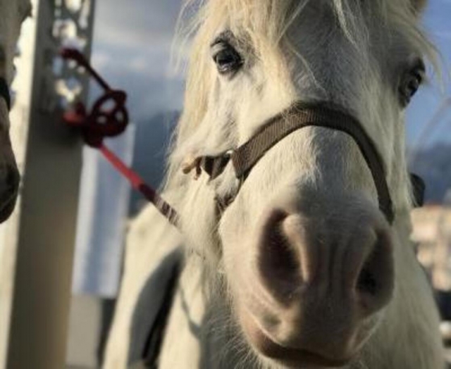  Se sienle fatiga después del paseo en pony.