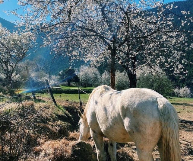  Un magnífico escenario para la práctica de pbaños a caballo. 