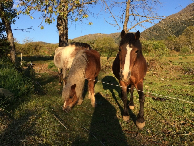  Los ponis descansan en los Alpes Marítimos 