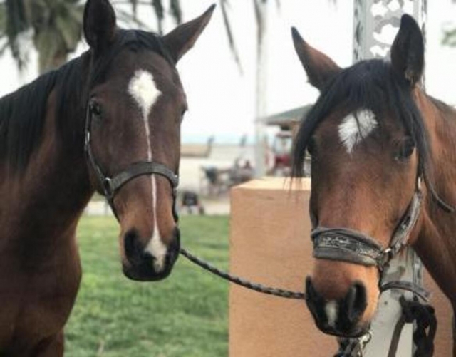  Pony desde la finca de Valdeblore 