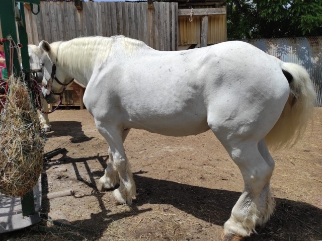 ¡Un hermoso caballo le espera! 