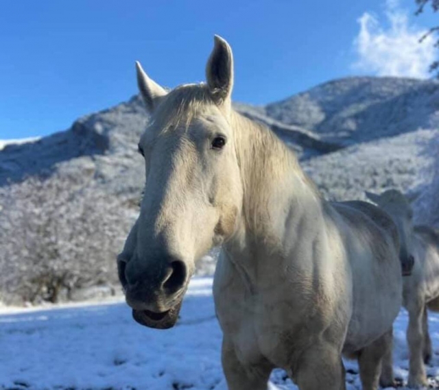  Caballo blanco en medio de la nieve 