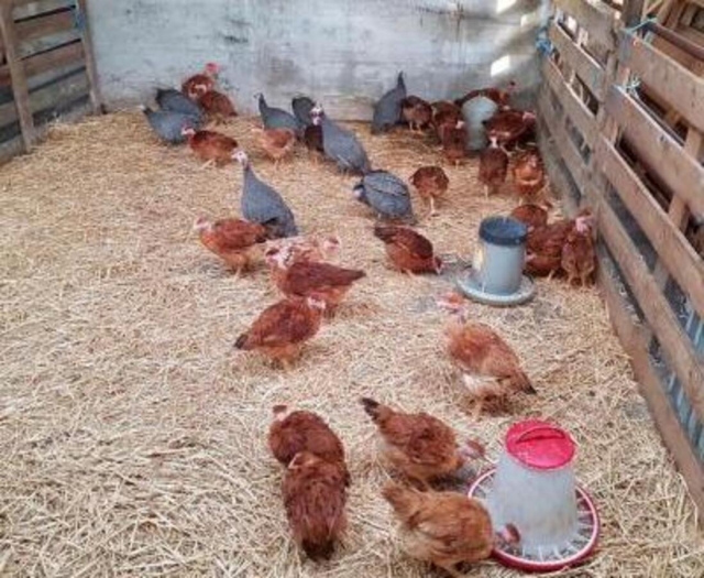  Hora de comer para las gallinas 