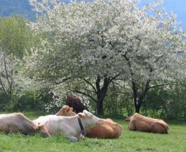  Las felices reses de los Alpes Marítimos 