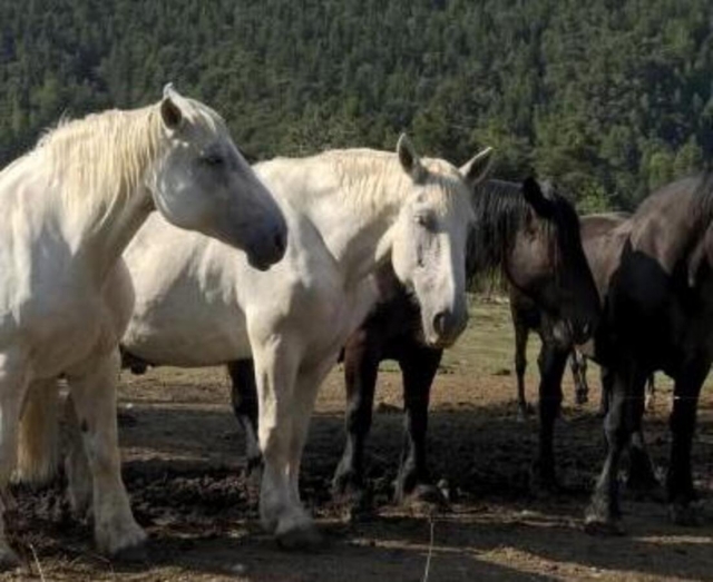  Los magníficos caballos de la granja 