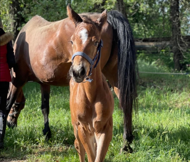  Caballos felices 