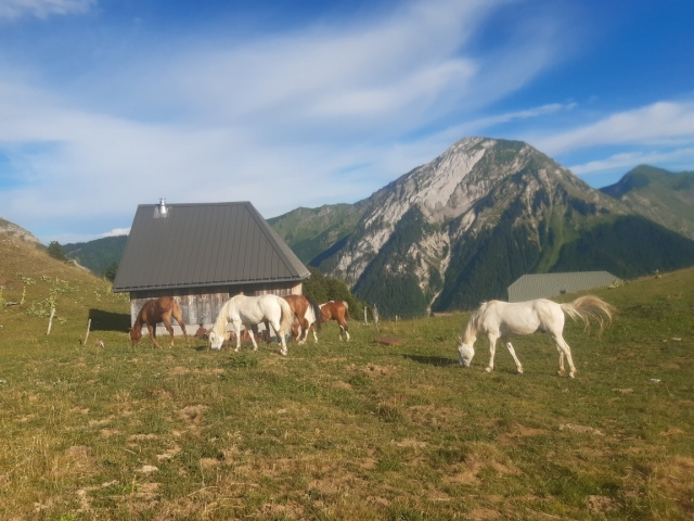  Caballos salvajes en lo alto de las llanuras