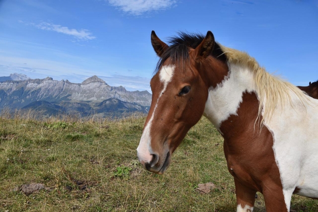  Magnífico caballo moteado descansando 