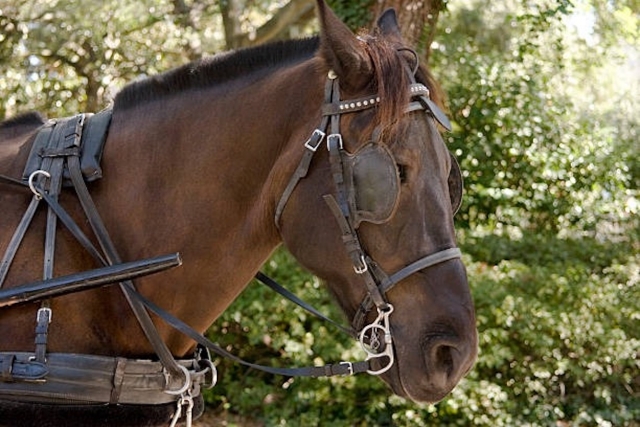 ¡Nuestros caballos le están esperando! 