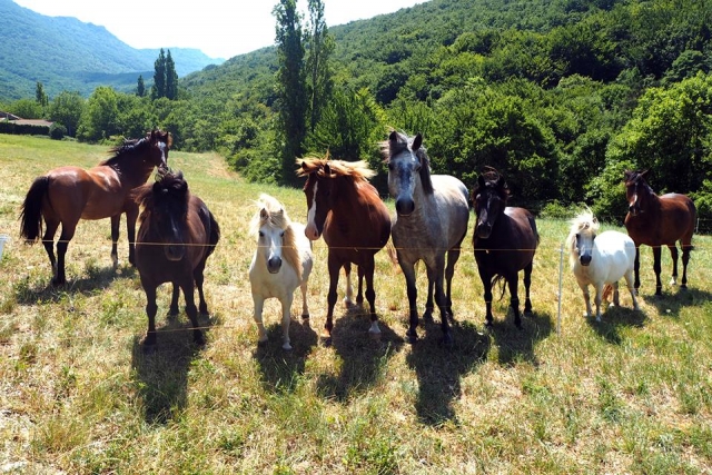  Los ponis descansan en los verdes campos de Bouches-du-Rhône 
