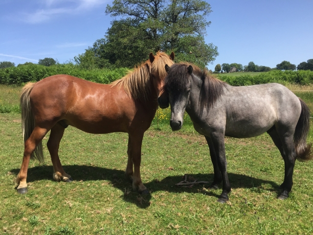  Los magníficos caballos que encontrará paseo duranle el paseo 