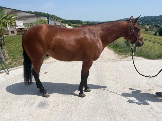  Magnífico caballo de pelaje marrón 