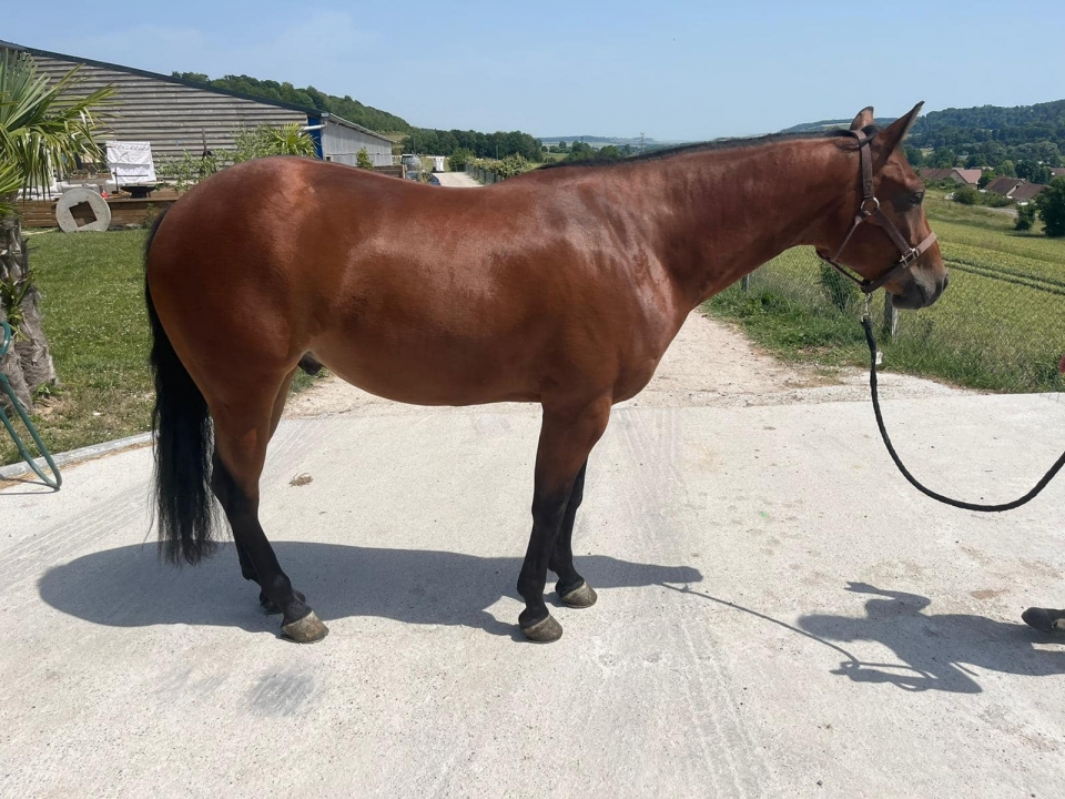 Magnífico caballo de pelaje marrón Magnífico caballo de pelaje marrón