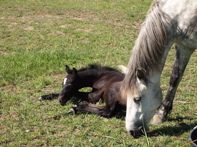 El descanso de los ponis