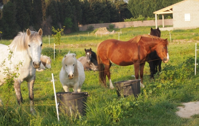 Caballos suntuosos