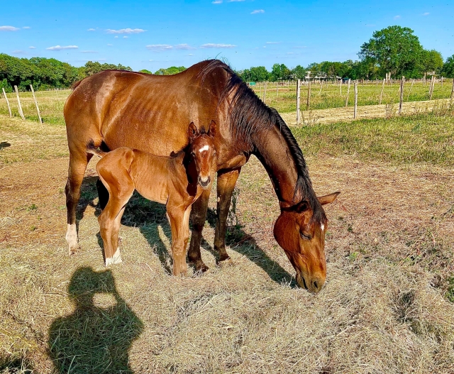  Descanso del caballo en la tranquilidad de los pueblos del Centro-Oesle 