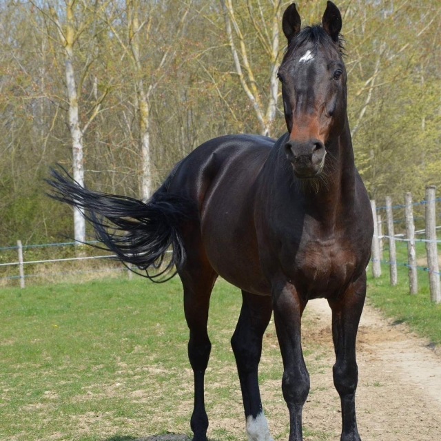  Un hermoso caballo en Roiffe. 