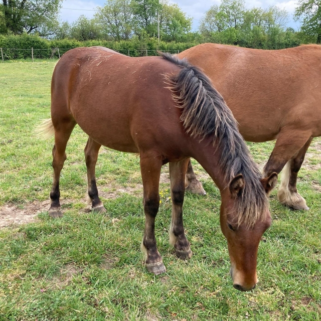  ¡Nuestros caballos le están esperando! 