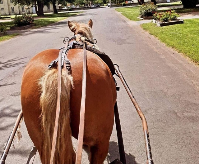 De camino a la camicrema