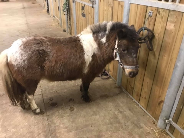  Mini pony para niños subiendo en Vienne 