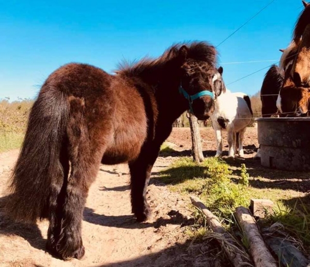  Bonito pony del centro ecuestre 