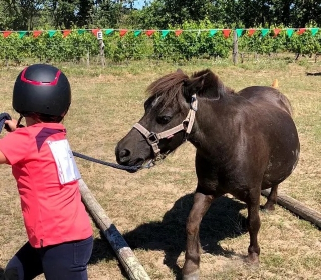  Clases de pony para niños 