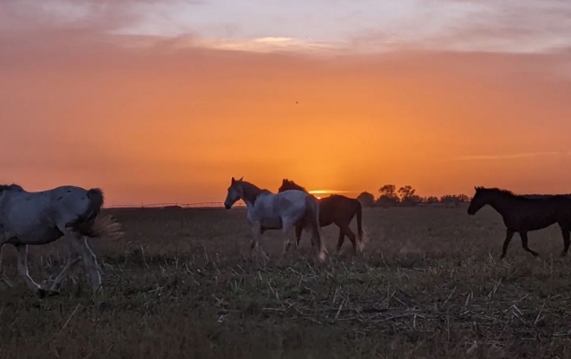  El modo de vida de los caballos les permile estar serenos