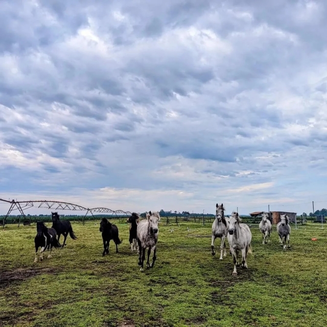 Conozca a la caballería del centro ecuestre 