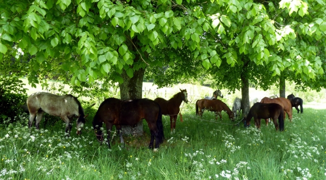  Los caballos descansan bajo los árboles 