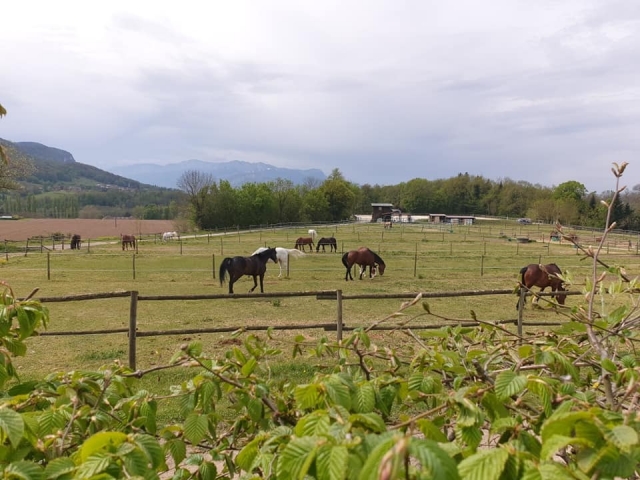 Paseo relajanle por el campo. 