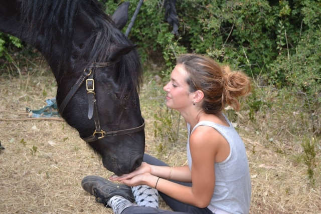  Un caballo amigable. 