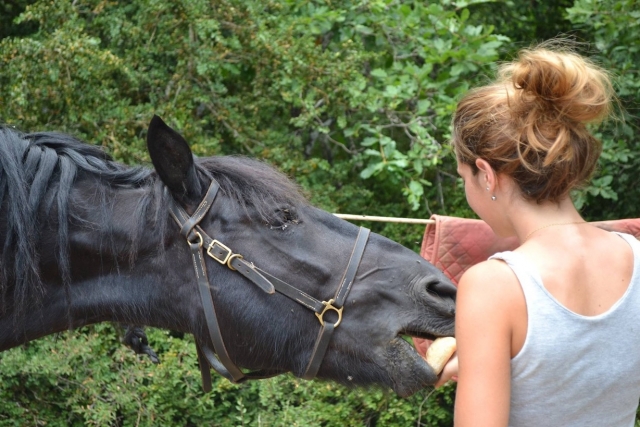  Cuida bien del caballo. 