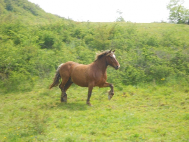 Un magnífico escenario para la práctica de pbaños a caballo. 