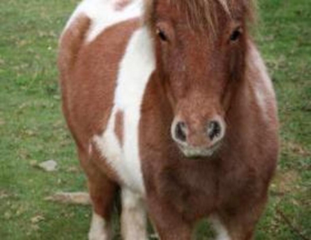  Poni manchado 
