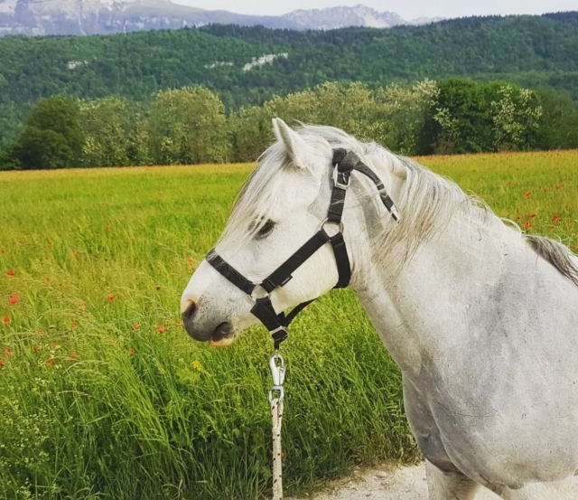  Magníficos caballos