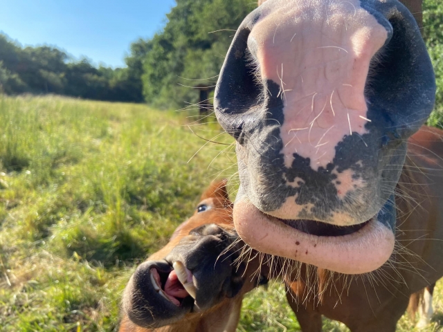  ¡Unos caballos locos pero muy simpáticos! 