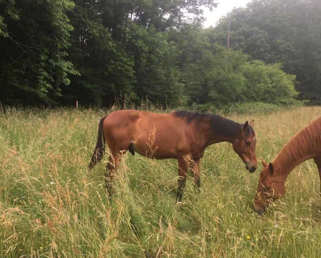  Magníficos caballos