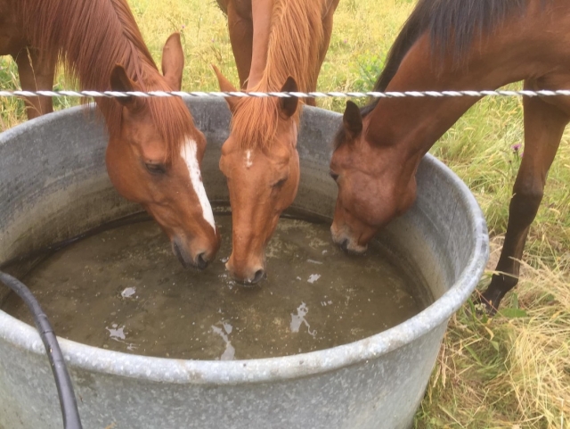 Mantenimiento de un caballo. 