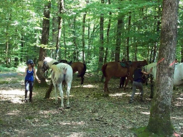  Un descanso en el bosque. 