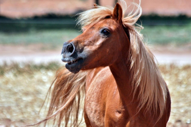  Magnífico pony desde el centro ecuestre 