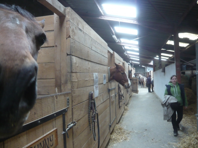  Los caballos están listos para ser sacados del cajas! 
