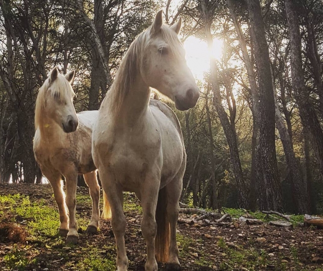  Descanso para los ponis 