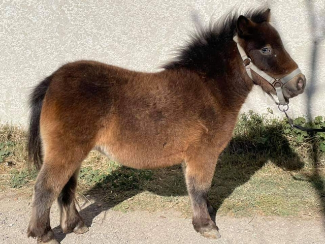  Ponys pequeños adaptados al tamaño de tus hijos 