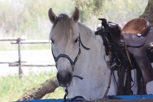  Nuestro pony está equipado para salir a pasear 