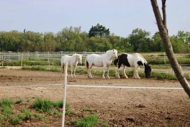  ¡Los caballos le esperan!