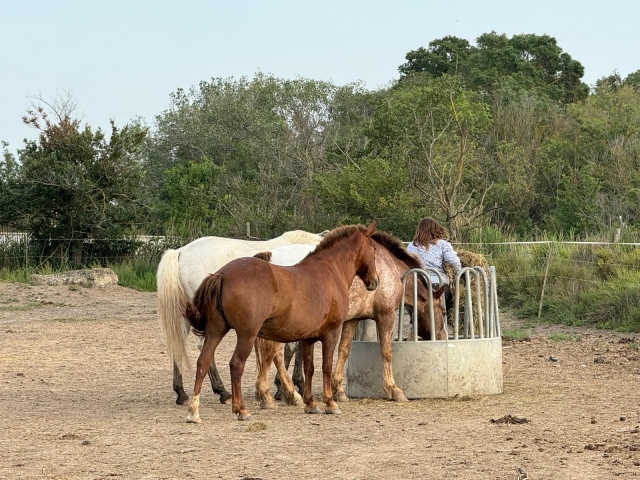  Nuestros caballos están listos para recibirle 